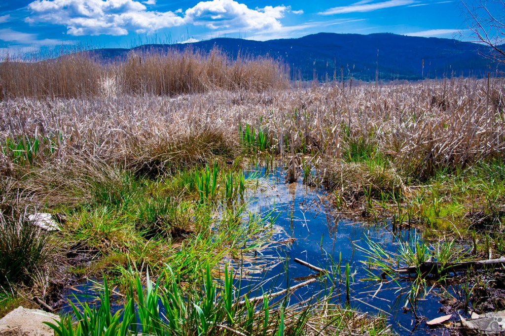 Чокльово блато