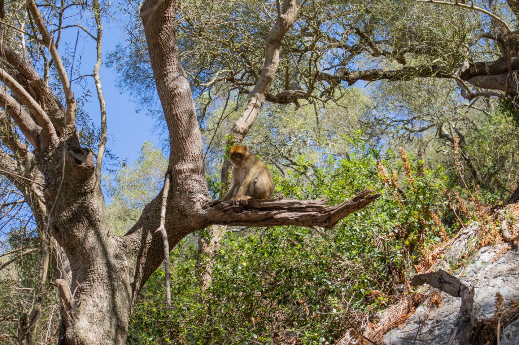 Гибралтар - Маймуните