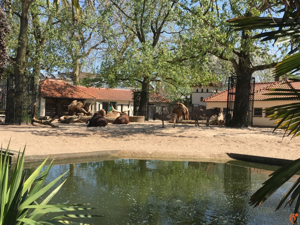 Зоопарк, Амстердам