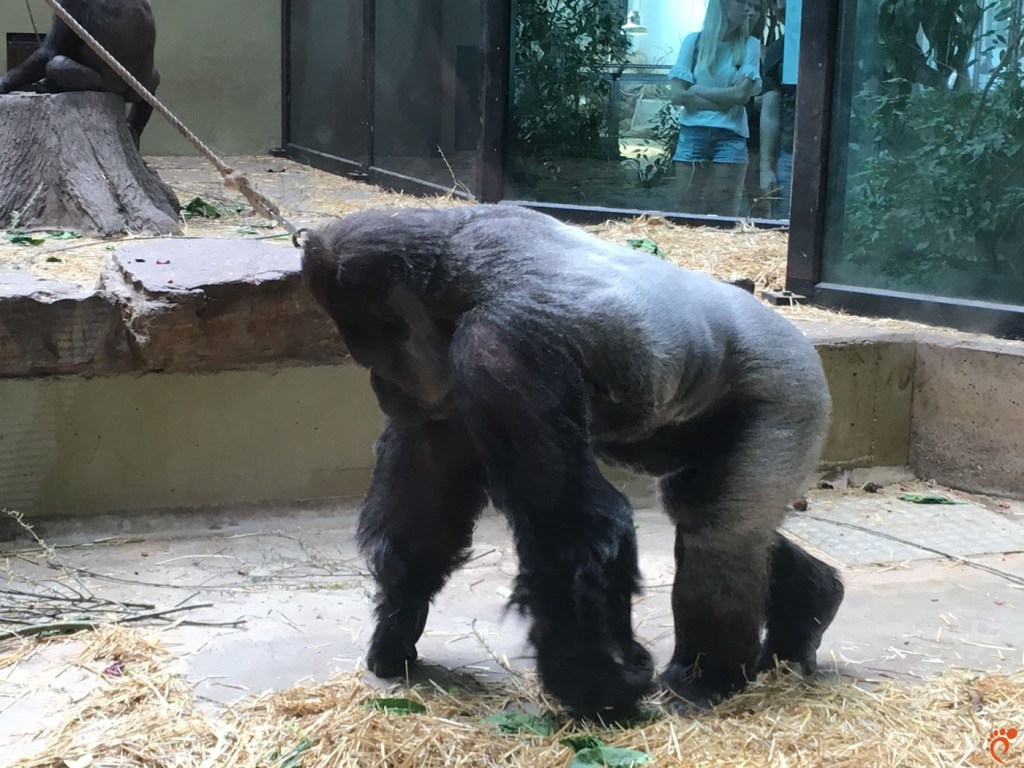 Зоопарк, Амстердам