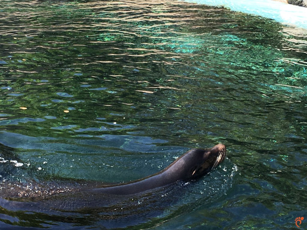 Зоологическа градина - Амстердам