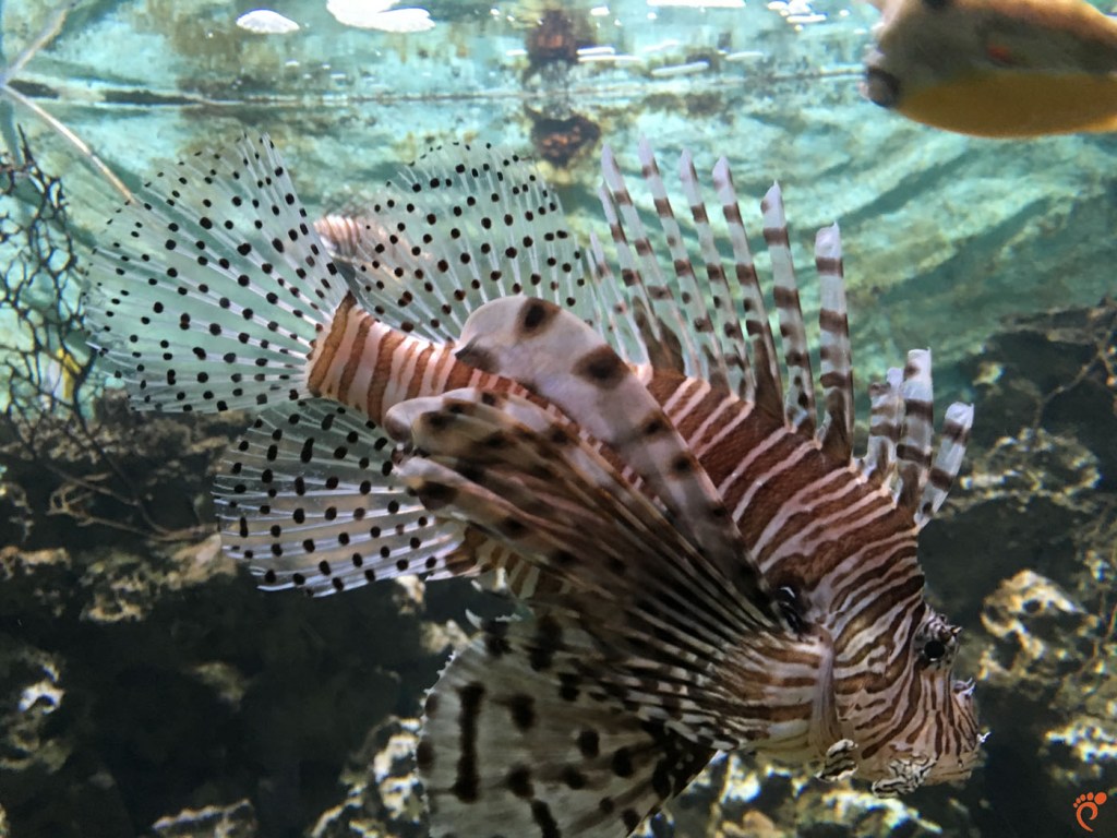 Зоопарк, Амстердам, Аквариум