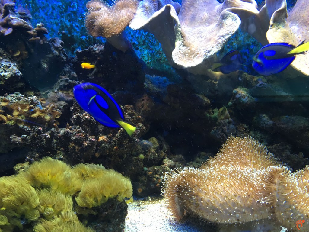 Зоопарк, Амстердам, Аквариум