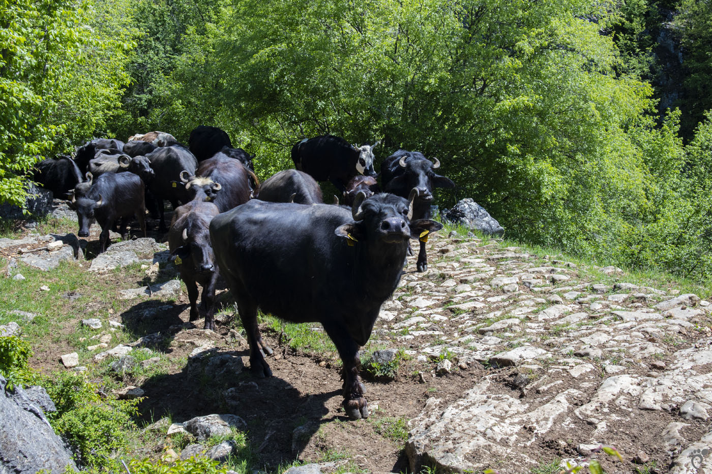 каньон, ждрело, река Ръчене
